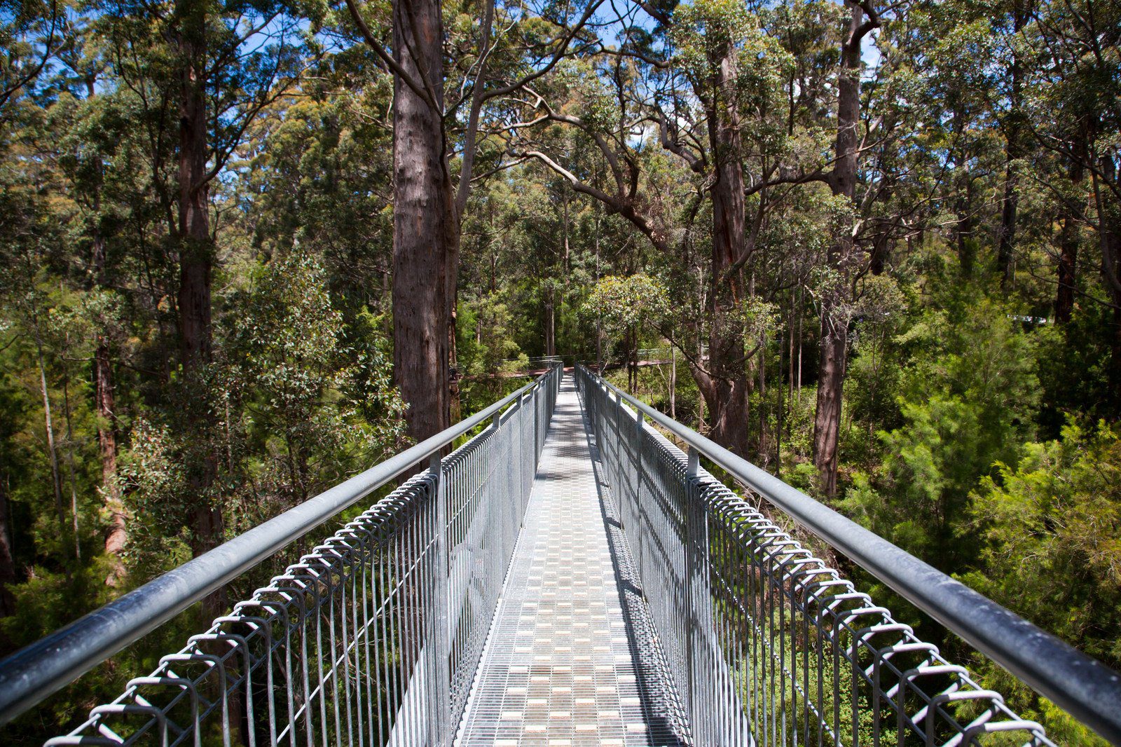 Valley of the Giants Treetop Walk, Western Australia