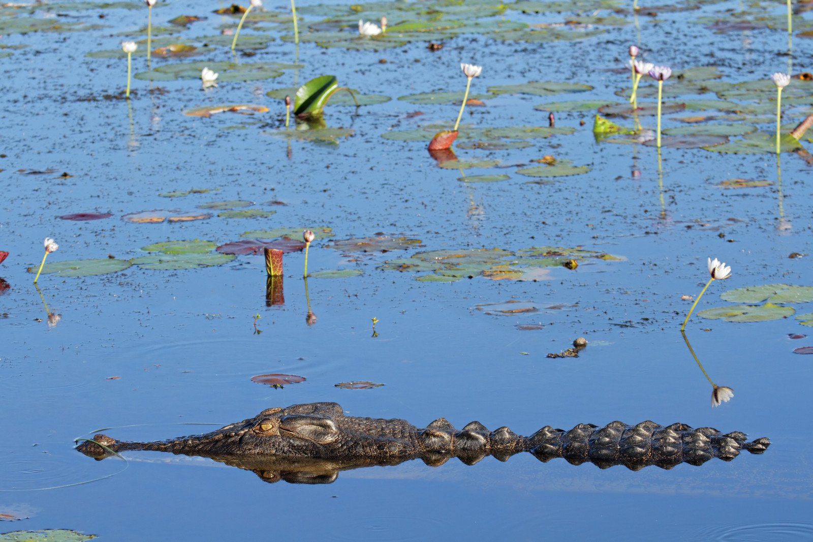 A crocodile lurks in Yellow Water Billabong in Kakadu National Park
