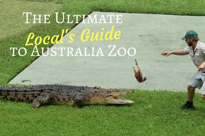 The Ultimate Local's Guide to Australia Zoo