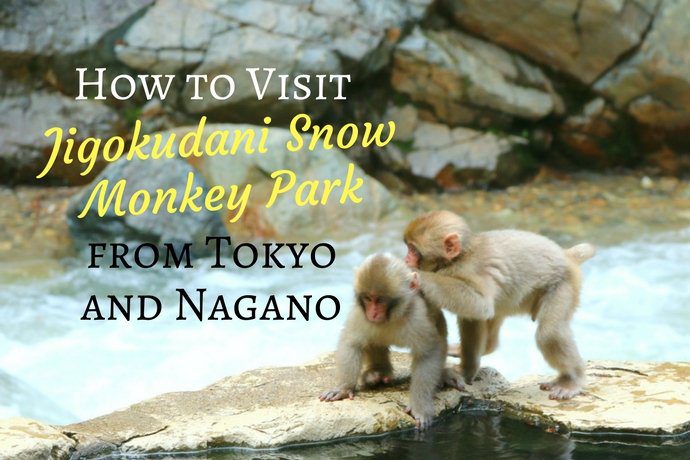 How to Visit Jigokudani Snow Monkey Park from Tokyo and Nagano