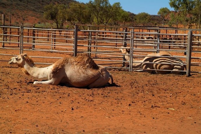 Camelos no deserto Australiano